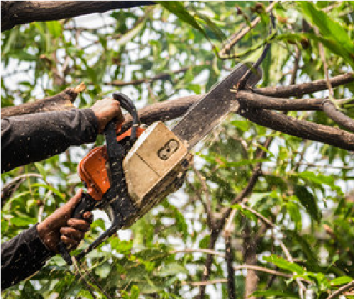 Tree Service Bloomington