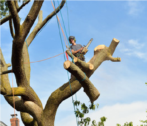 Tree Service Bloomington