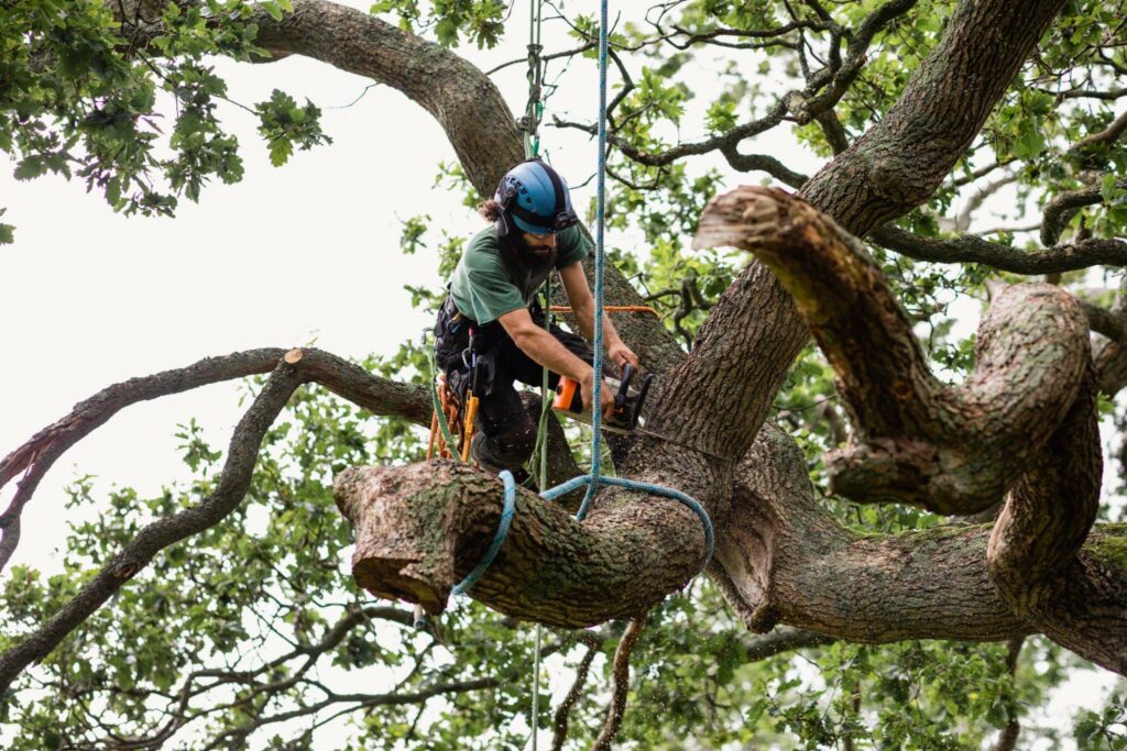 man trimming trees in Bloomington Indiana